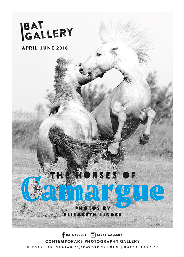 The Horses Of Camargue
